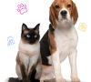 golden-retriever-puppy-sitting-british-shorthair (2) (1)-min